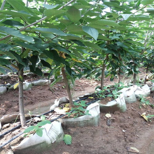 【江西省嫁接樱桃苗种植基地现货充足】- 
