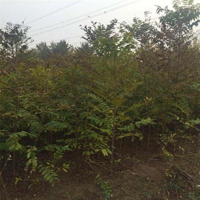 南北方种植香椿苗-振岳苗木-4年露天香椿树苗-品种齐全
