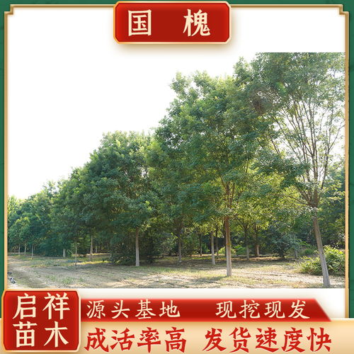 2021欢迎访问 许昌44公分国槐价格以客为尊 2021报价
